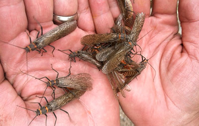 fly hatch rio grande